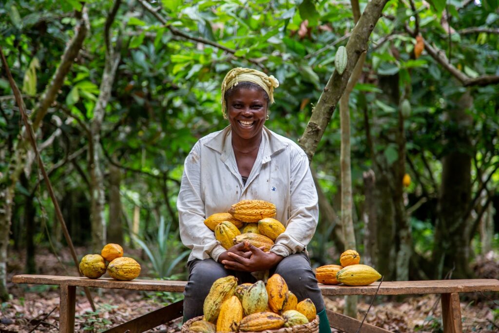 cacao-farm