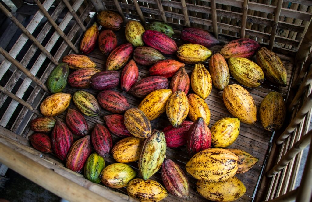cacao-farming