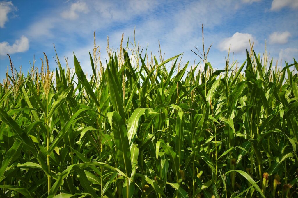 corn